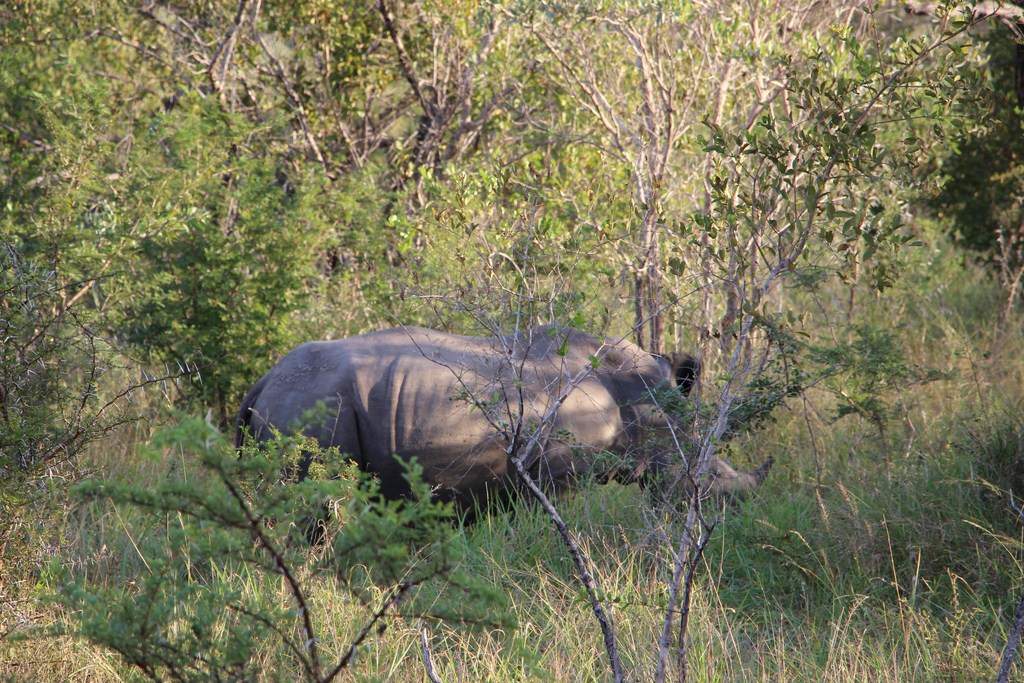 ai909.photobucket.com_albums_ac300_ploferreira_Kruger_202014_Report58.jpg