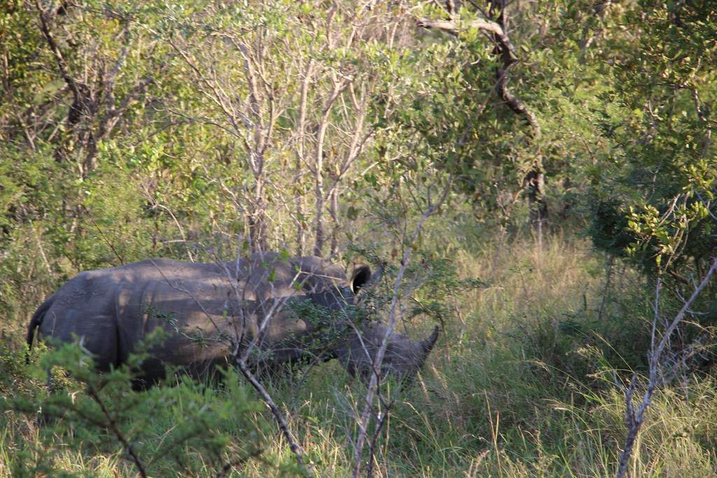 ai909.photobucket.com_albums_ac300_ploferreira_Kruger_202014_Report59.jpg