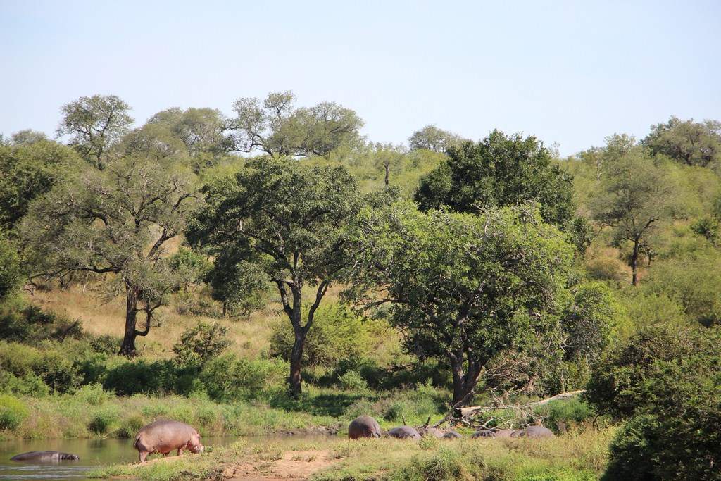 ai909.photobucket.com_albums_ac300_ploferreira_Kruger_202014_Report6.jpg