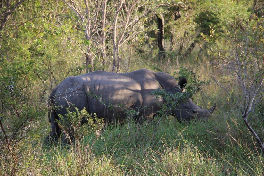 ai909.photobucket.com_albums_ac300_ploferreira_Kruger_202014_Report60.jpg