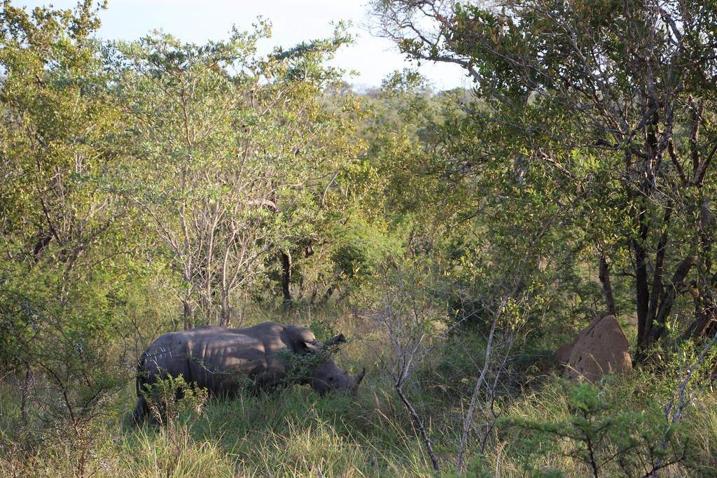 ai909.photobucket.com_albums_ac300_ploferreira_Kruger_202014_Report61.jpg