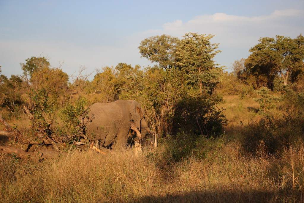 ai909.photobucket.com_albums_ac300_ploferreira_Kruger_202014_Report66.jpg