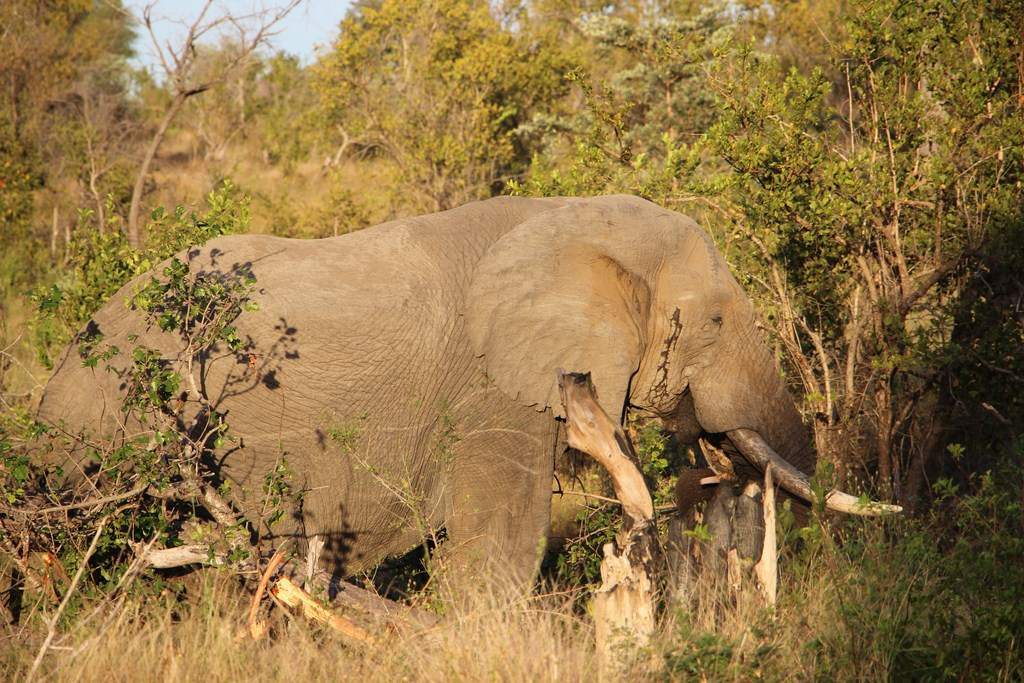 ai909.photobucket.com_albums_ac300_ploferreira_Kruger_202014_Report67.jpg