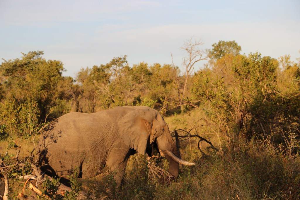 ai909.photobucket.com_albums_ac300_ploferreira_Kruger_202014_Report68.jpg