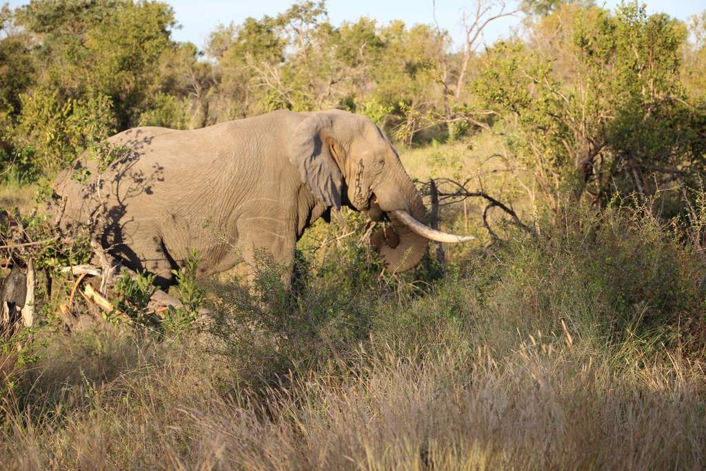 ai909.photobucket.com_albums_ac300_ploferreira_Kruger_202014_Report69.jpg