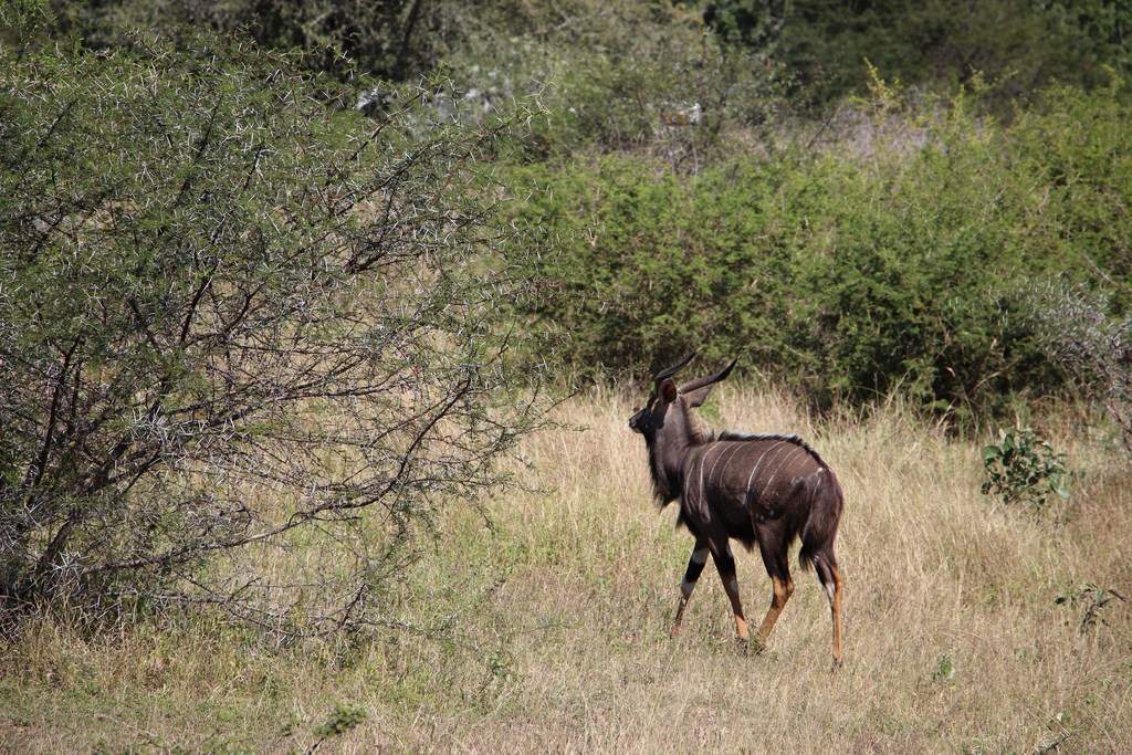 ai909.photobucket.com_albums_ac300_ploferreira_Kruger_202014_Report7.jpg