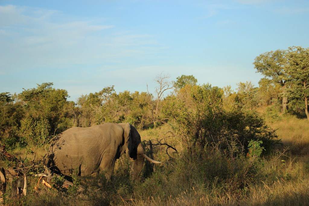 ai909.photobucket.com_albums_ac300_ploferreira_Kruger_202014_Report70.jpg