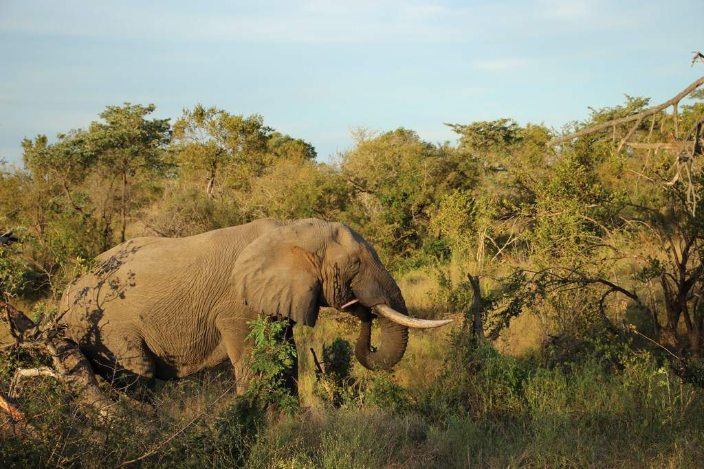 ai909.photobucket.com_albums_ac300_ploferreira_Kruger_202014_Report71.jpg