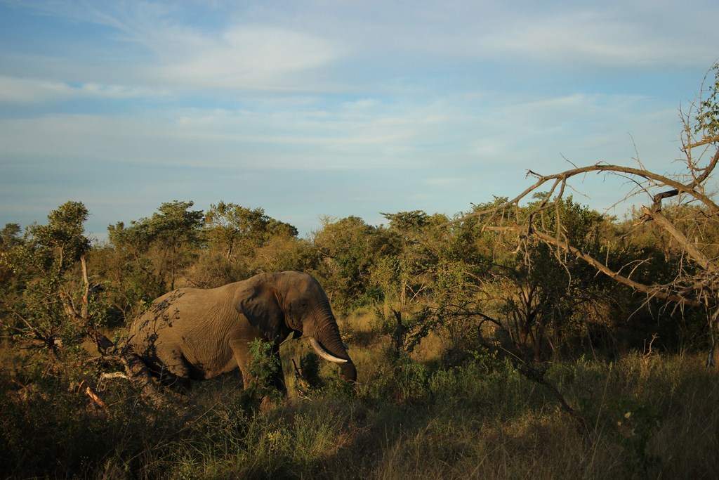 ai909.photobucket.com_albums_ac300_ploferreira_Kruger_202014_Report72.jpg