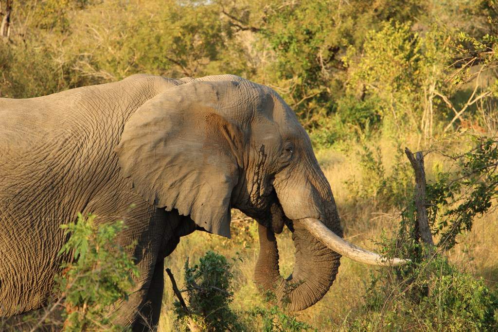 ai909.photobucket.com_albums_ac300_ploferreira_Kruger_202014_Report73.jpg