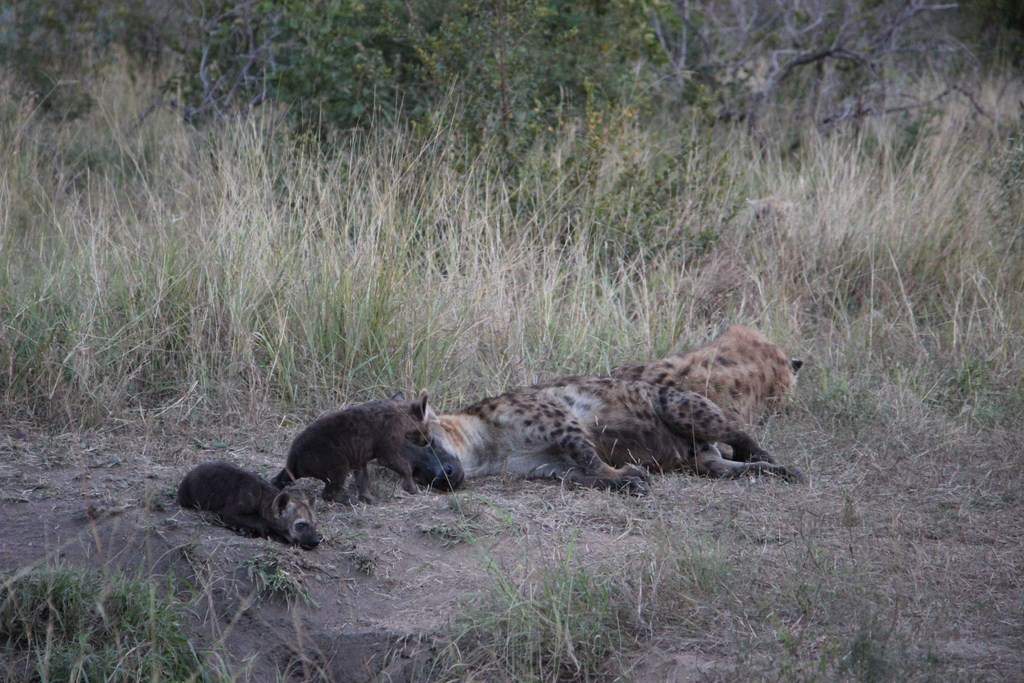 ai909.photobucket.com_albums_ac300_ploferreira_Kruger_202014_Report76.jpg