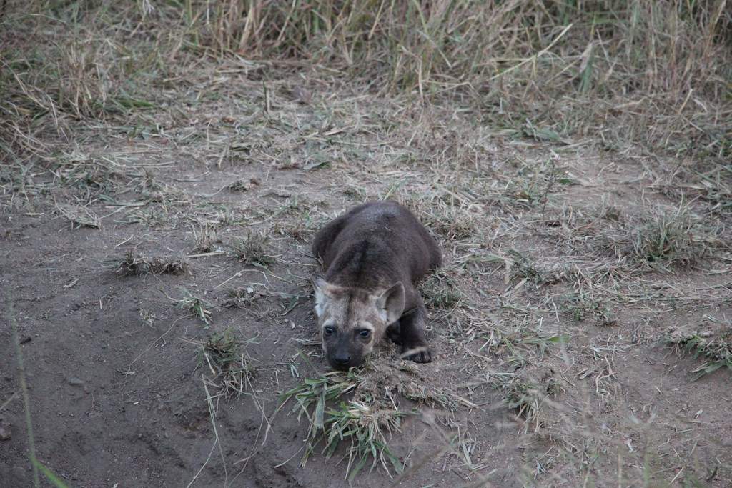 ai909.photobucket.com_albums_ac300_ploferreira_Kruger_202014_Report79.jpg