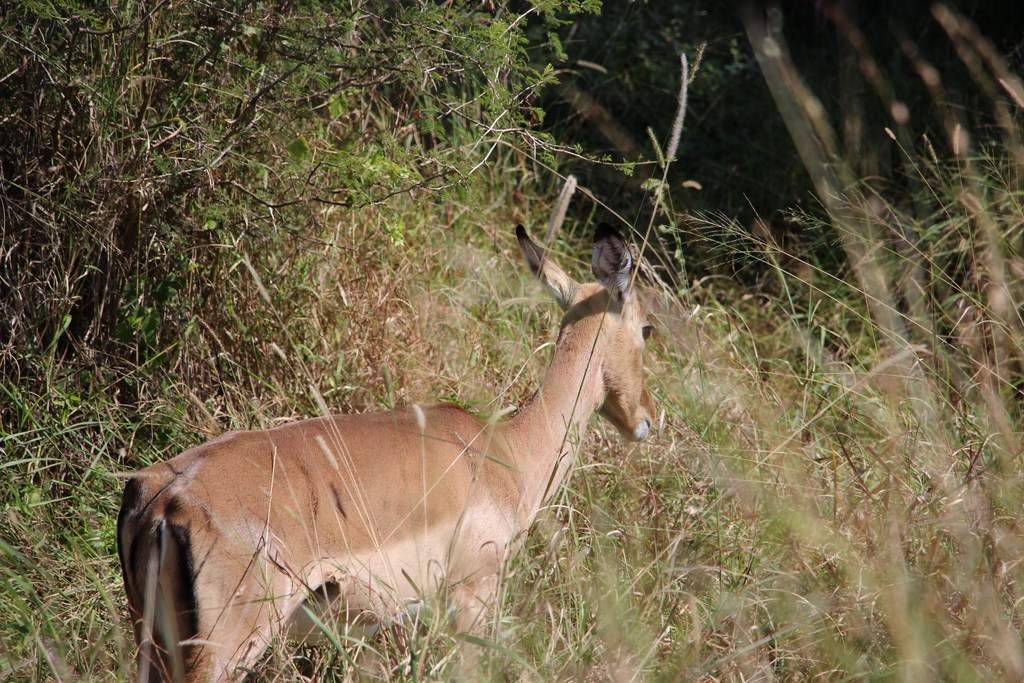 ai909.photobucket.com_albums_ac300_ploferreira_Kruger_202014_Report8.jpg