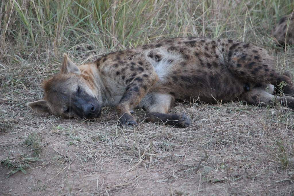 ai909.photobucket.com_albums_ac300_ploferreira_Kruger_202014_Report80.jpg