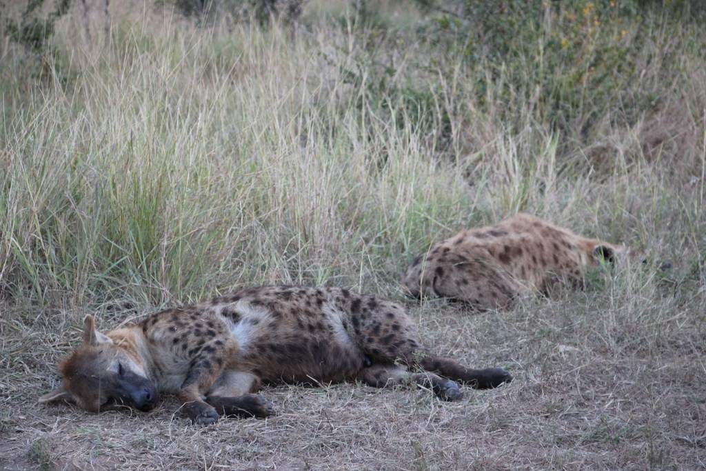 ai909.photobucket.com_albums_ac300_ploferreira_Kruger_202014_Report82.jpg