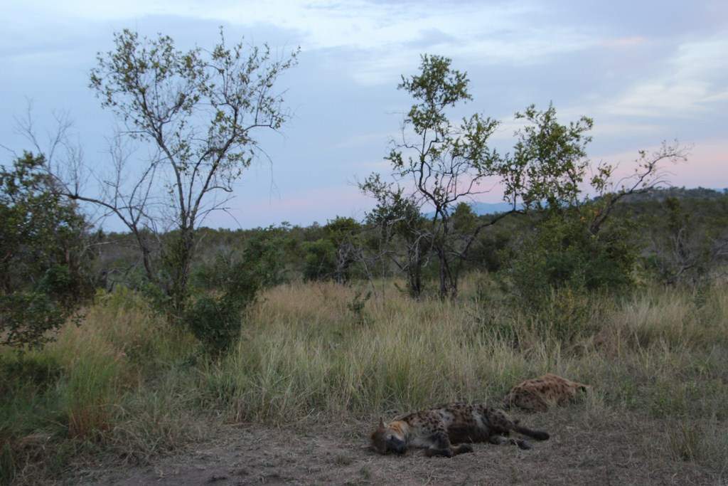 ai909.photobucket.com_albums_ac300_ploferreira_Kruger_202014_Report83.jpg