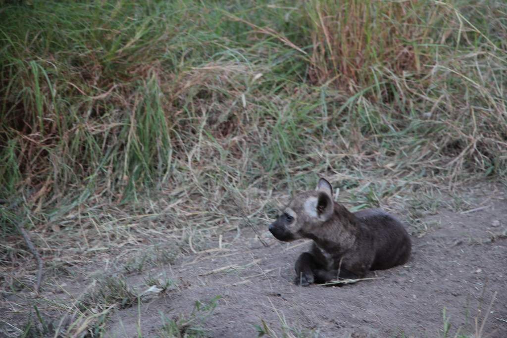 ai909.photobucket.com_albums_ac300_ploferreira_Kruger_202014_Report84.jpg