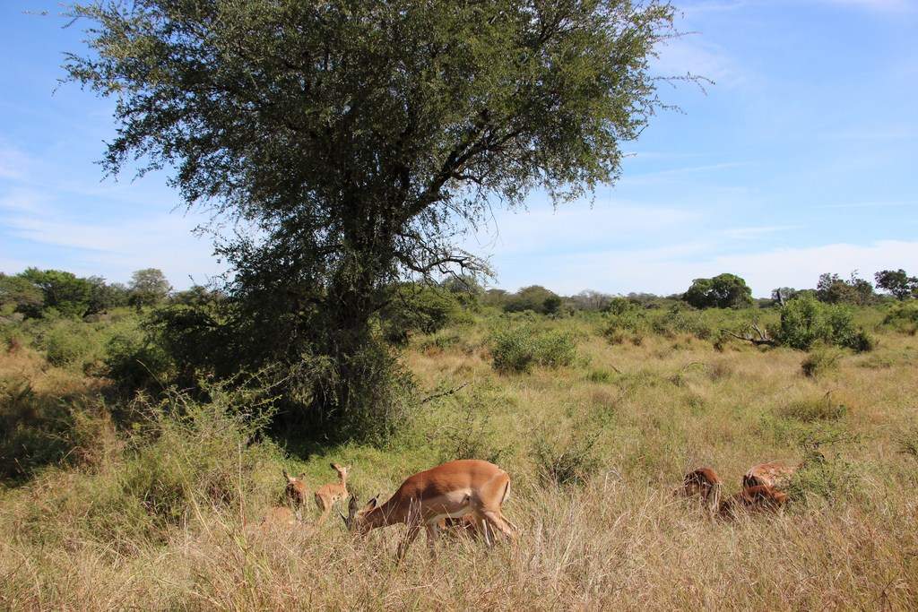 ai909.photobucket.com_albums_ac300_ploferreira_Kruger_202014_Report9.jpg