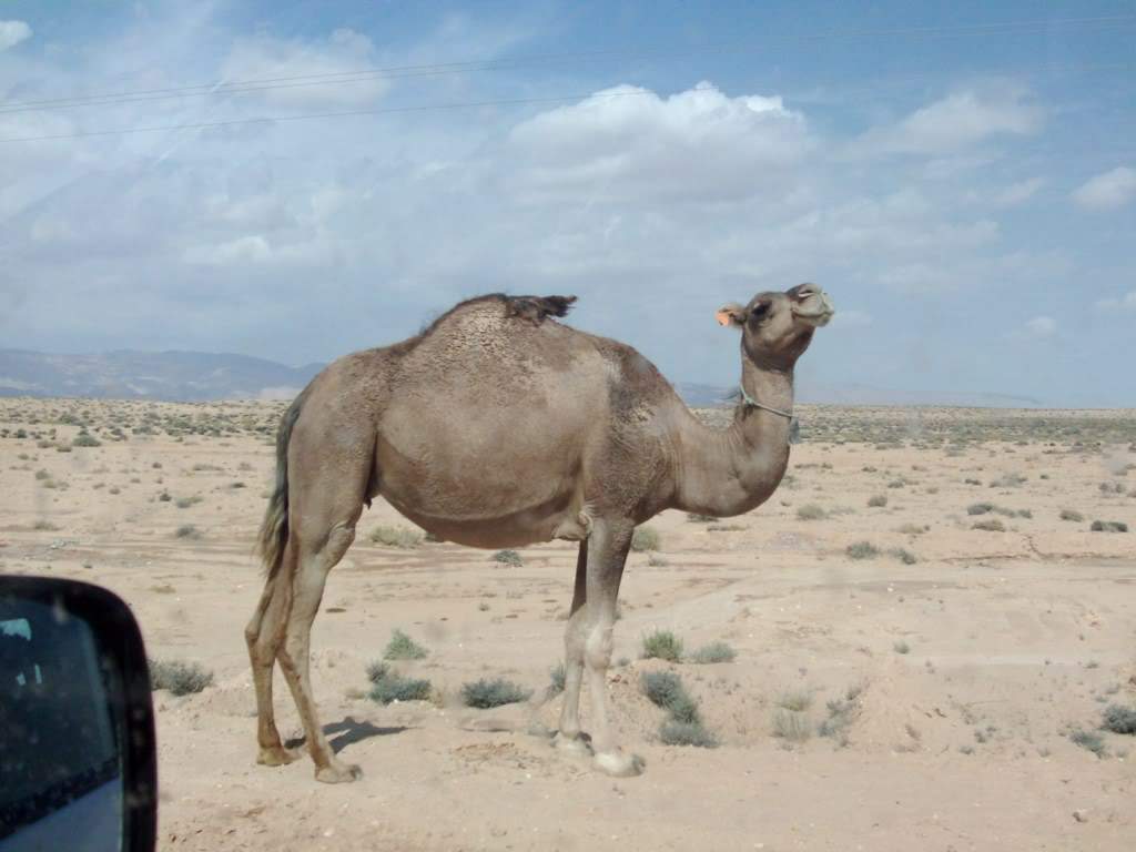 ai909.photobucket.com_albums_ac300_ploferreira_Tunisa_202009_HPIM09071024x768.jpg