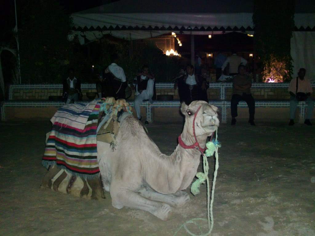 ai909.photobucket.com_albums_ac300_ploferreira_Tunisa_202009_HPIM1057.jpg