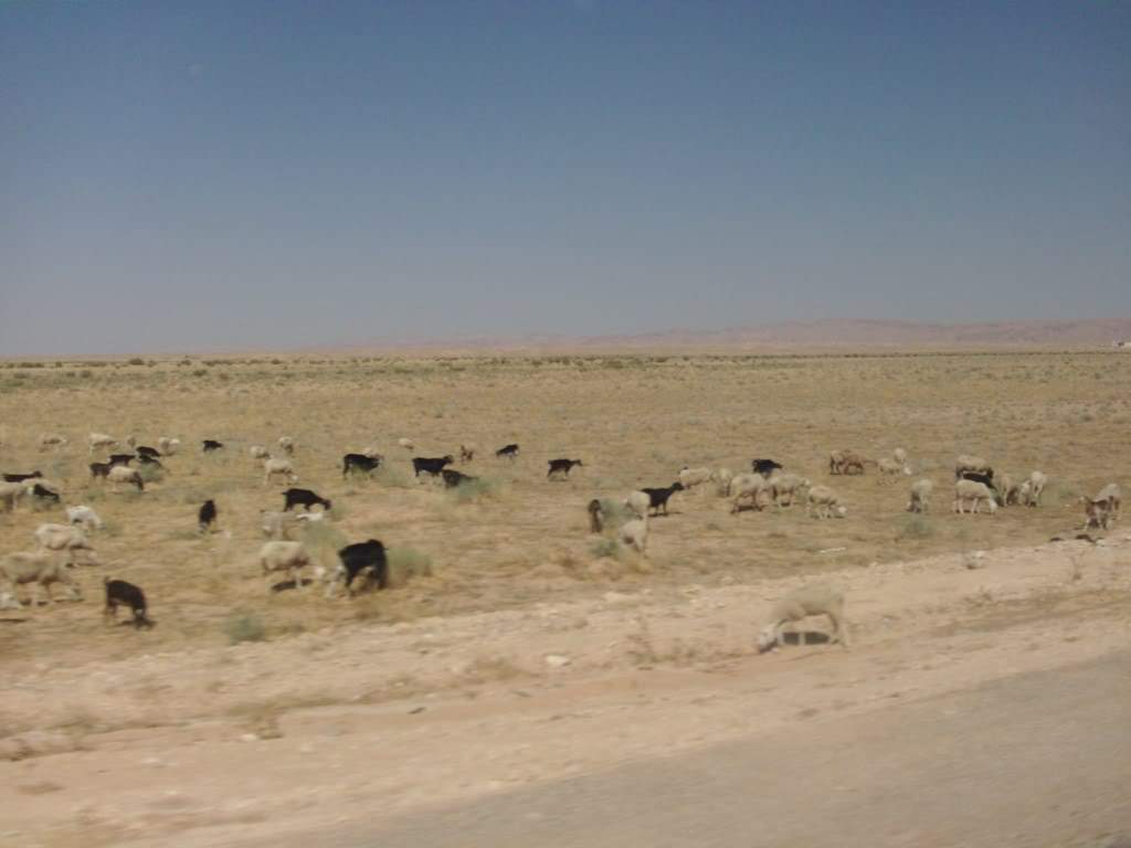 ai909.photobucket.com_albums_ac300_ploferreira_Tunisa_202009_HPIM1121.jpg