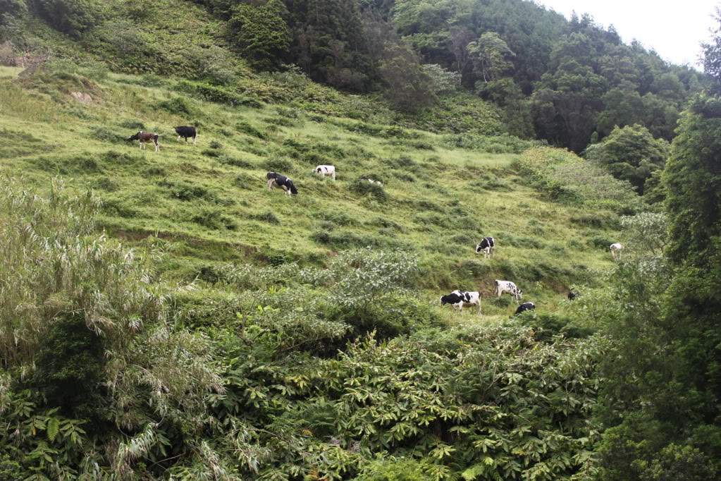 ai910.photobucket.com_albums_ac306_Correia69_Acores_20_202012_IMG_3932.jpg