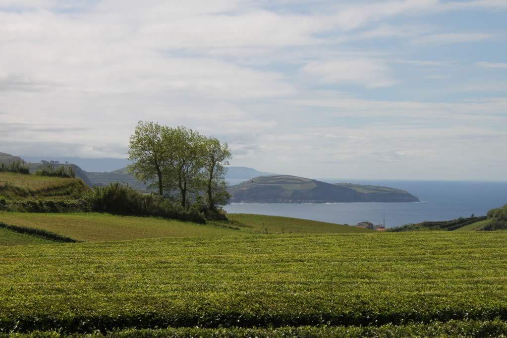 ai910.photobucket.com_albums_ac306_Correia69_Acores_20_202012_IMG_3958.jpg