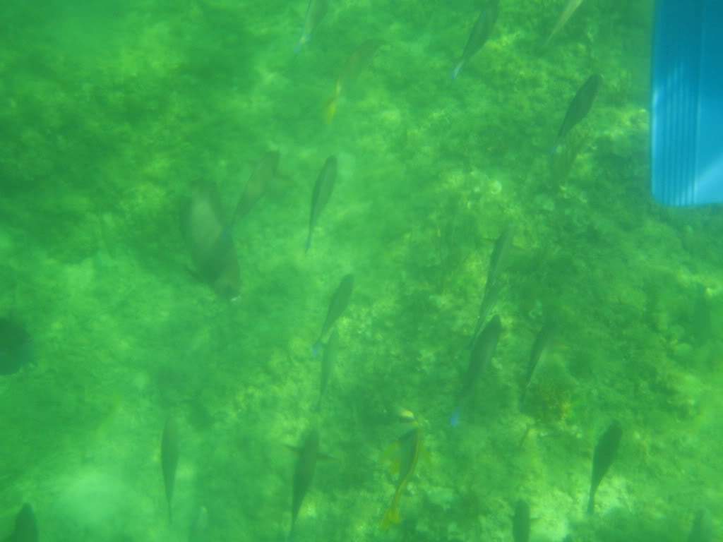 ai910.photobucket.com_albums_ac306_Correia69_Cayo_20Blanco_FER37b9dd11c9b5a9de1cfe02515b442719.jpg