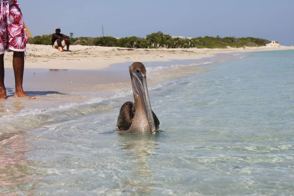 ai910.photobucket.com_albums_ac306_Correia69_CUBA_202011_FERIAba56b5a7856554ebafcf30f3e58ec672.jpg