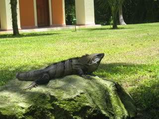 ai910.photobucket.com_albums_ac306_Correia69_IMG_2192.jpg_2701da287f7f1b35bced12a5f3d1b03f.jpg