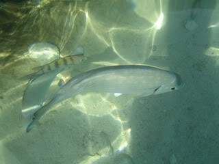 ai910.photobucket.com_albums_ac306_Correia69_IMG_2496.jpg_42300b5984335966448032cc9abbbfa2.jpg