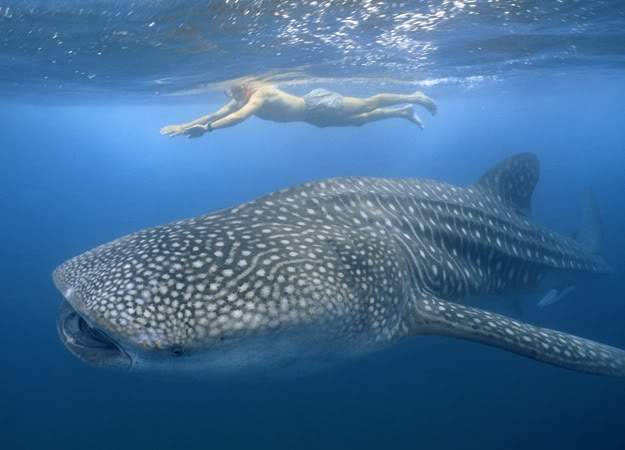 ai911.photobucket.com_albums_ac319_migcaribe_whale_shark_man_swimming.jpg