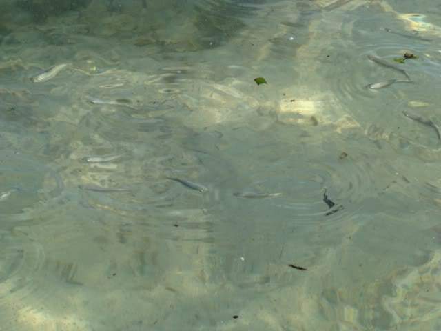 ai931.photobucket.com_albums_ad152_martav_menorca_202009_puntaprimapeixes.jpg