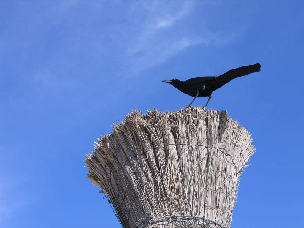 ai941.photobucket.com_albums_ad251_SunshineVM_IMG_2677.jpg