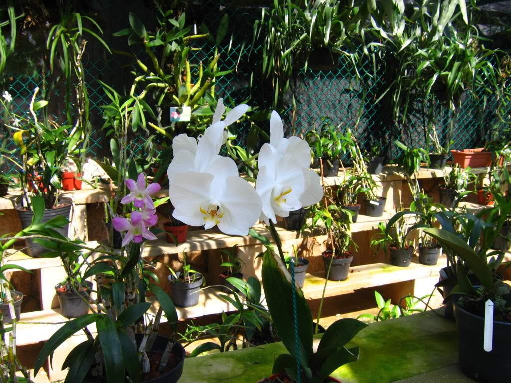 ai941.photobucket.com_albums_ad251_SunshineVM_IMG_3129.jpg