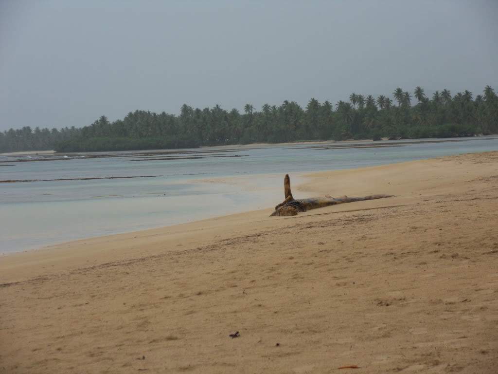 ai945.photobucket.com_albums_ad293_silva_telma_SDC10136.jpg