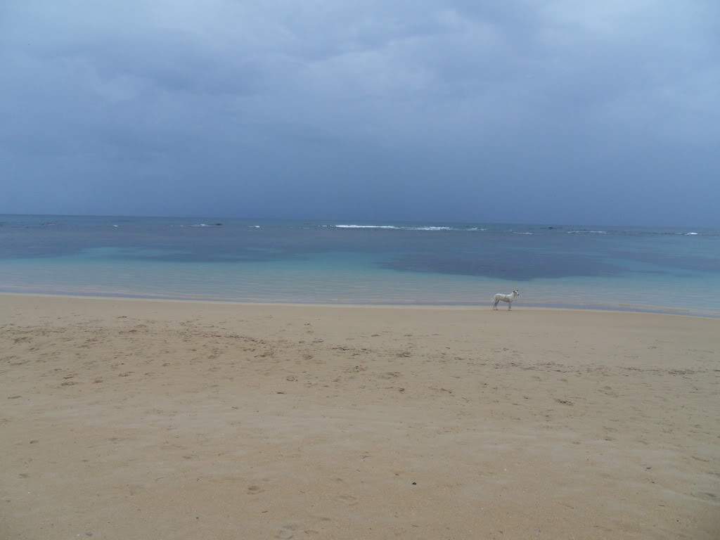 ai945.photobucket.com_albums_ad293_silva_telma_SDC10140.jpg