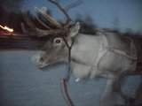 ai947.photobucket.com_albums_ad313_cftomas_th_lapnia2009085.jpg