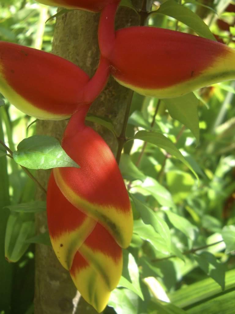 ai954.photobucket.com_albums_ae30_mourafragoso1_viagens_TAILANDIA10501.jpg