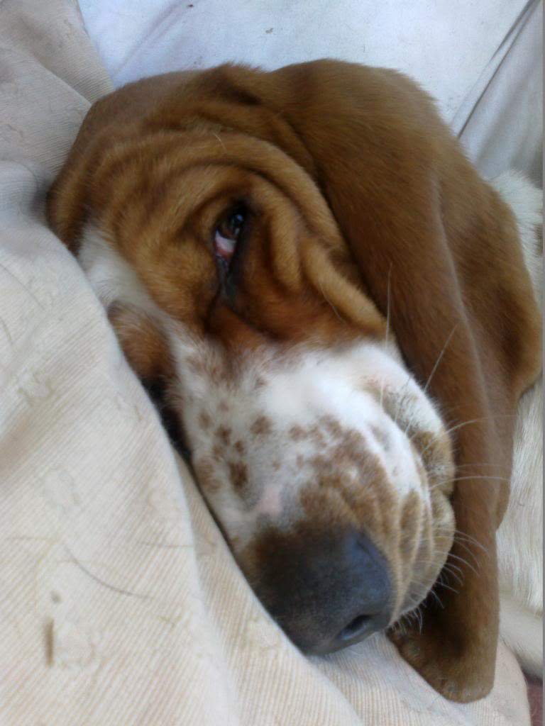 ai960.photobucket.com_albums_ae82_lmcardoso_15062013476_zpsb4783aaa.jpg