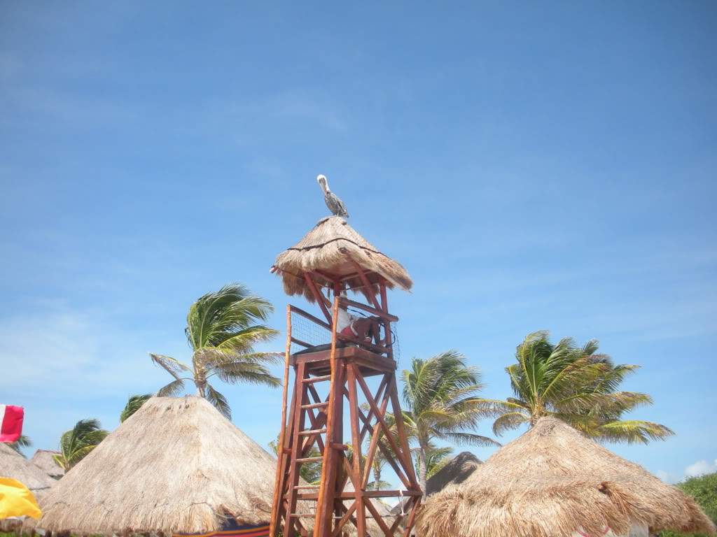 ai960.photobucket.com_albums_ae82_lmcardoso_DSCN2653.jpg