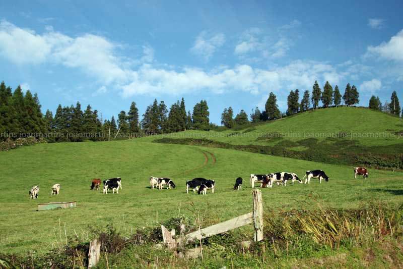 ai966.photobucket.com_albums_ae144_martinsjoao_Acores_IMG_5098_800.jpg