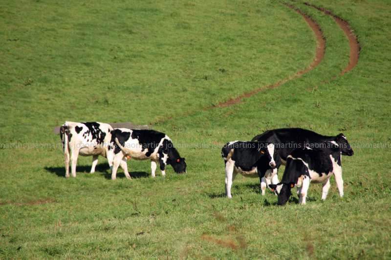 ai966.photobucket.com_albums_ae144_martinsjoao_Acores_IMG_5099_800.jpg