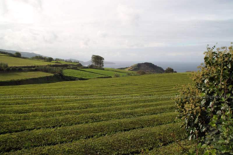 ai966.photobucket.com_albums_ae144_martinsjoao_Acores_IMG_5437_800.jpg