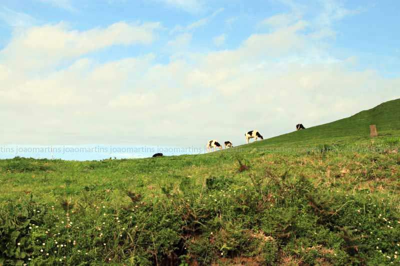 ai966.photobucket.com_albums_ae144_martinsjoao_Acores_IMG_5841_800.jpg