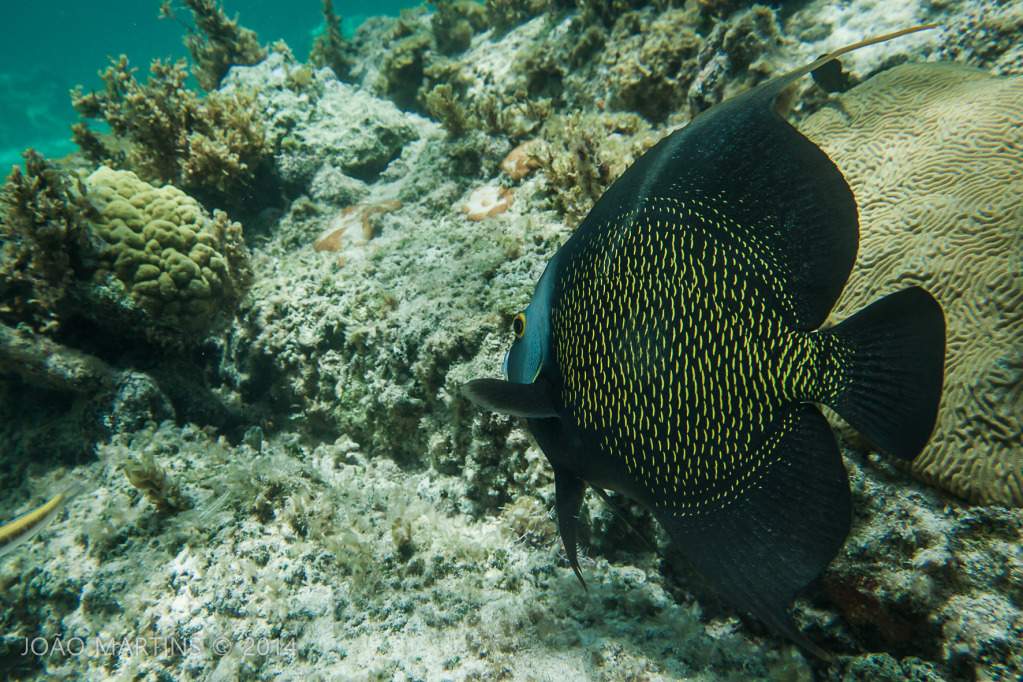 ai966.photobucket.com_albums_ae144_martinsjoao_Cuba_500D_931.jpg