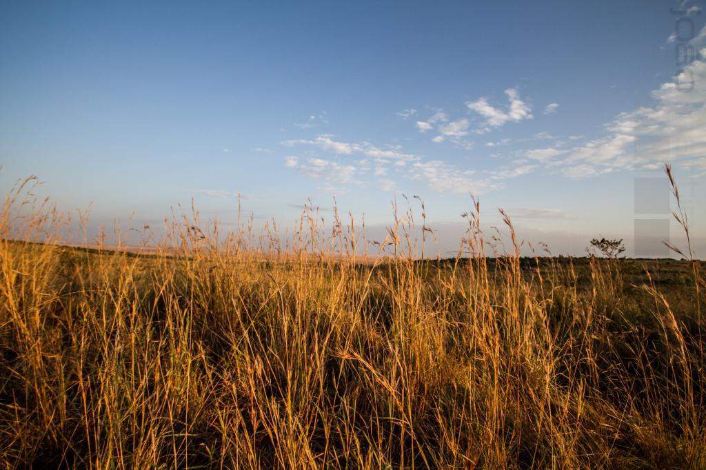 ai966.photobucket.com_albums_ae144_martinsjoao_Quenia_202__MG_1242.jpg