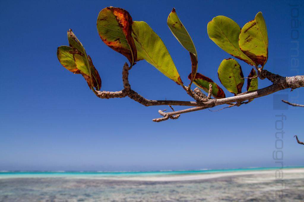 ai966.photobucket.com_albums_ae144_martinsjoao_Zanzibar__MG_2376.jpg
