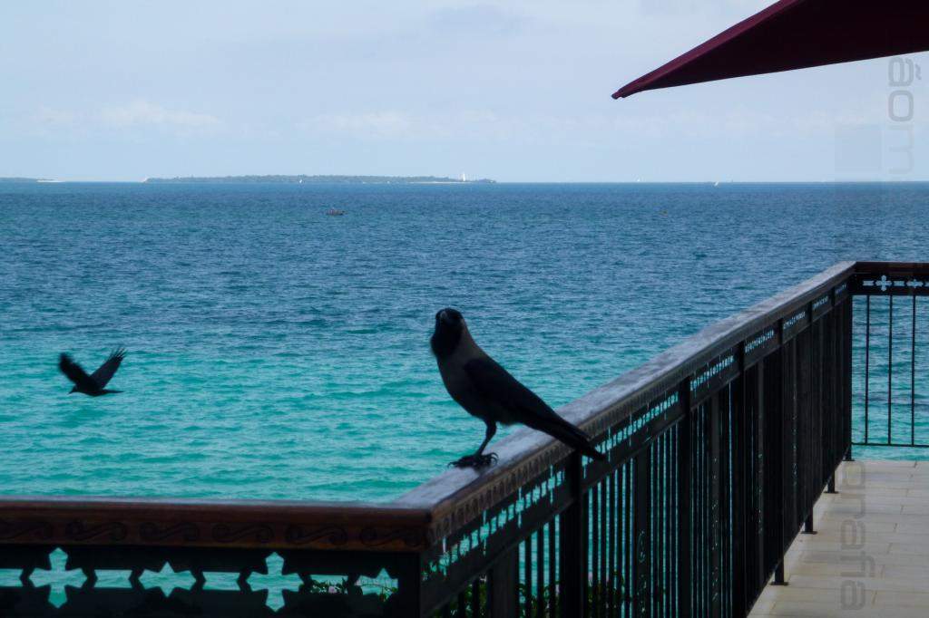 ai966.photobucket.com_albums_ae144_martinsjoao_Zanzibar_P1010060.jpg