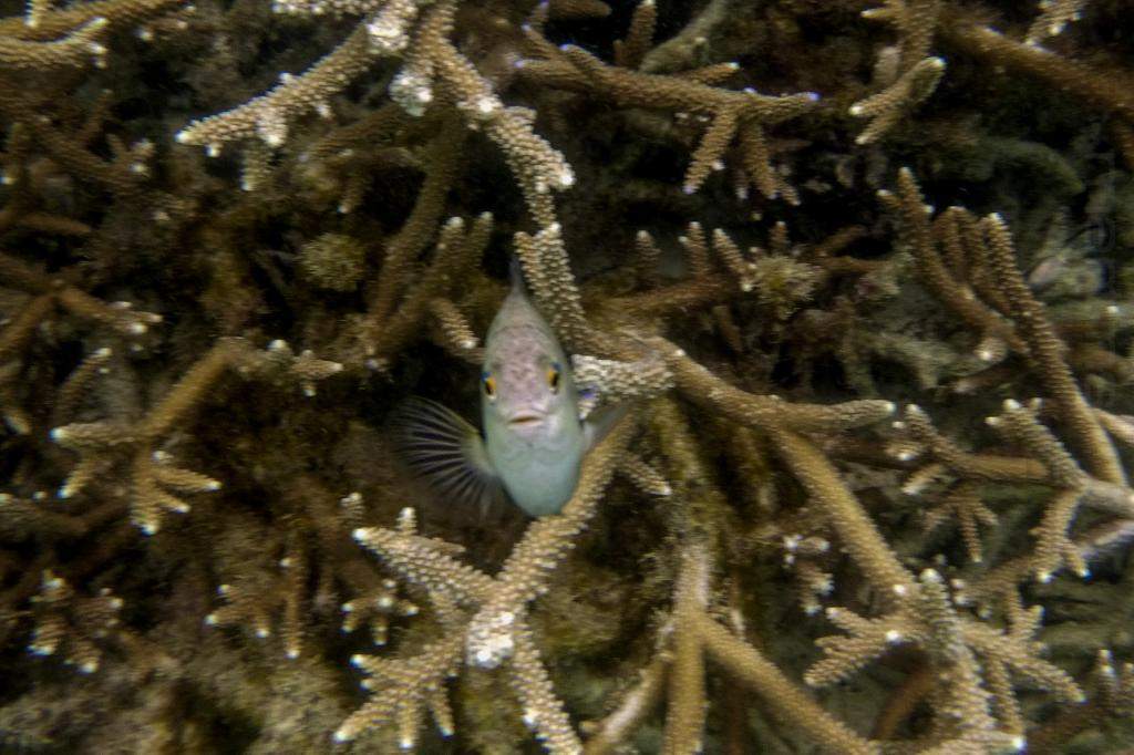 ai966.photobucket.com_albums_ae144_martinsjoao_Zanzibar_P1010135.jpg